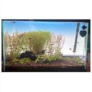 Akwaryom tank ekran limye
